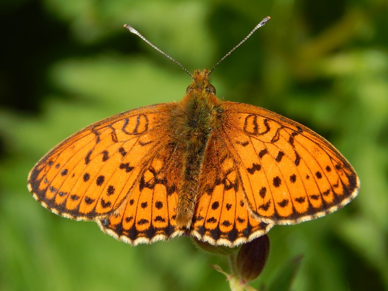 Melitae (?) da ID - Brenthis spp.